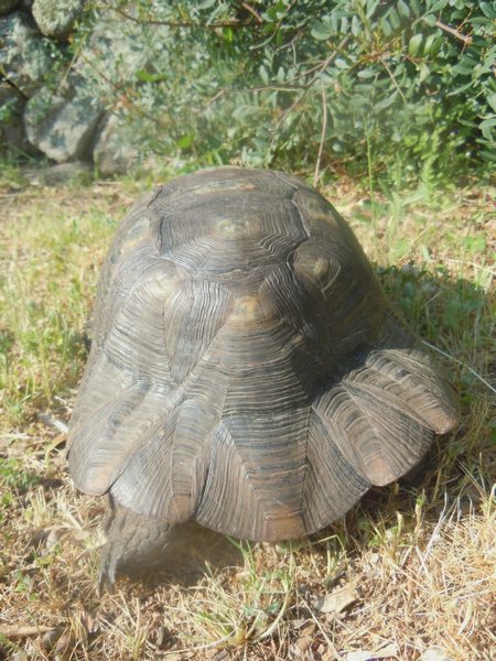 Testudo marginata..